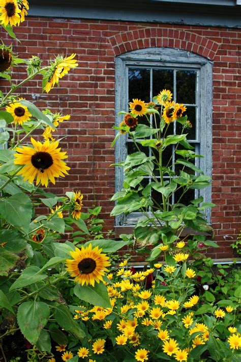 Sunflowers In Bloom New England