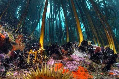 Cape Towns Kelp Forest Makes Bloombergs New Seven World Wonders