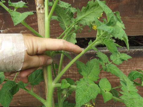 Nonnies Blog How To Pinch Off The Laterals Side Shoots On Tomato Plants