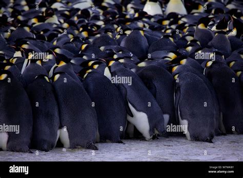 Emperor Penguin Aptenodytes Forsteri Huddle Pushing In Antarctica