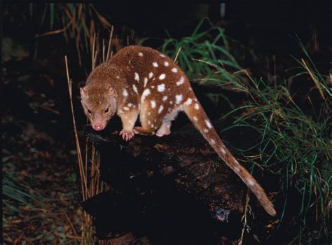 Dasyurus Maculatus Dasyuridae