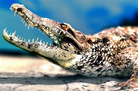 American Alligator Biography And Fresh Images 2013 | Beautiful And ...