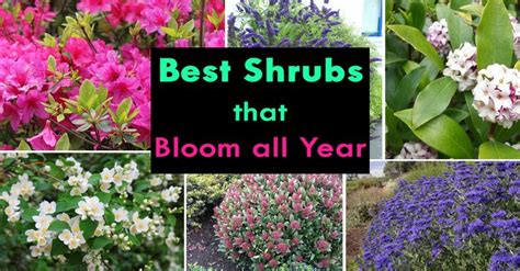 20 Best Shrubs That Bloom All Year Garden Shrubs Plants Planting Shrubs