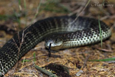 Eastern Tiger Snake Animal Facts Notechis Scutatus A Z Animals