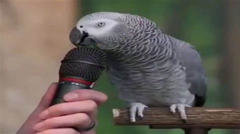 Amazing Parrot Talking Like Human Youtube