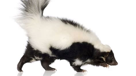Skunks can accurately hit a target from up to 10 feet away! Allentown skunk found with rabies; updated pet ...