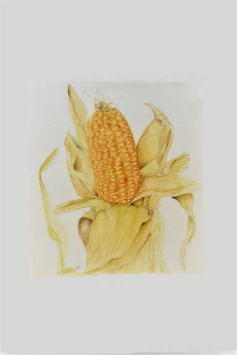 Original Colored Pencil Drawing Of A Corn Cob Etsy Pencil Drawings