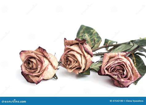 Fading Rose Stock Photo Image Of Flowers Isolated Hymn 47542180