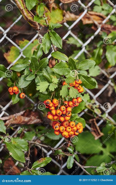 A Rowan Shrub Sorbus Aucuparia With Ripe Orange Rowan Berries In