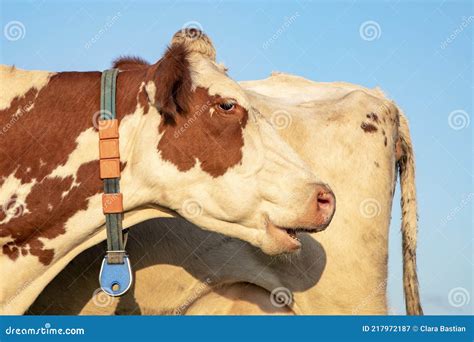 Head Of Ruminating Cow Collar And Blue Sky Stock Image Image Of