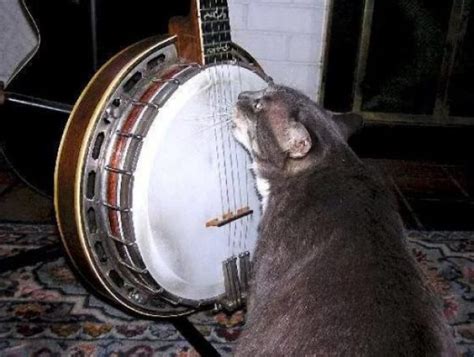 Ten Cats Playing Musical Instruments You Dont Need To Hear