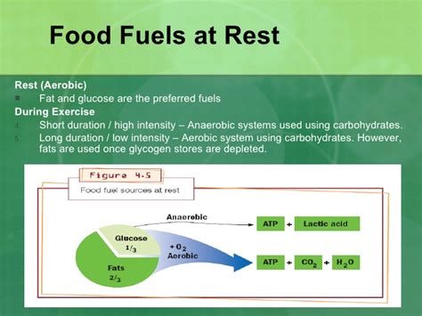 Oxygen provides the catalyst for a table 1, at the bottom of this article, provides a breakdown of the aerobic and anaerobic components of although carbohydrate is the body's preferred source of fuel during activity, fat also supplies. The Role Of Carbohydrate, Fat And Protein As Fuels For ...