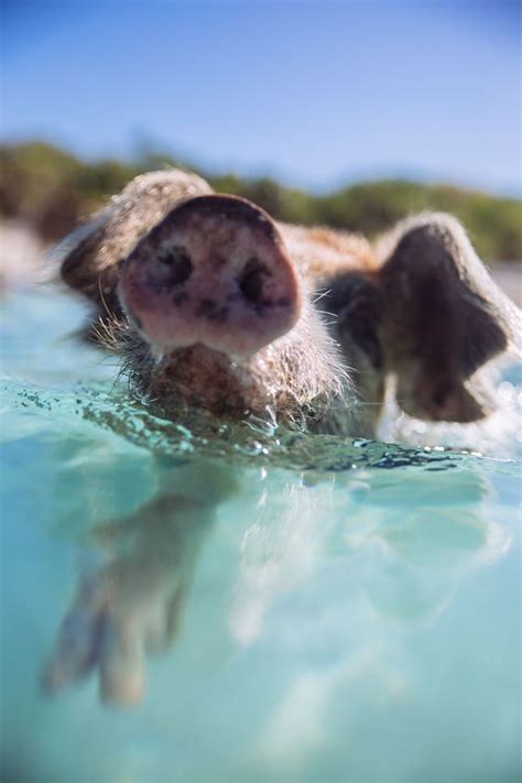 Swimming Pigs Bahamas 6 Pig Island Tahiti Bora Bora Pig Beach