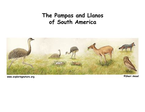 Pampas Of South America