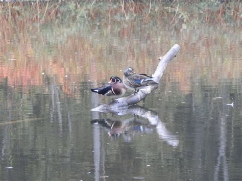 A Pair Of Wood Ducks In A Pond Smithsonian Photo Contest