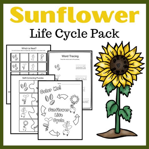 Free S Is For Sunflower Printables For Preschoolers
