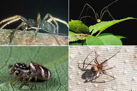 9 Common Spiders Found In And Around Irelands Homes But Are They