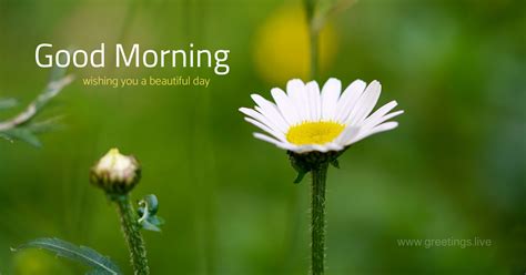Daisy Good Morning Wishes Greetings Card Good Morning Picture