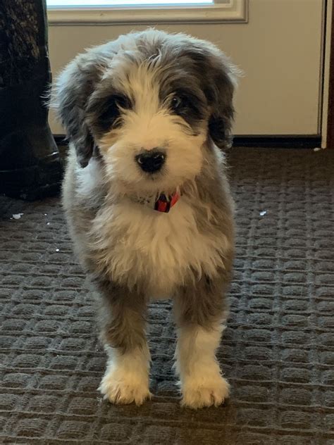 Pin On Marley The Aussiedoodle