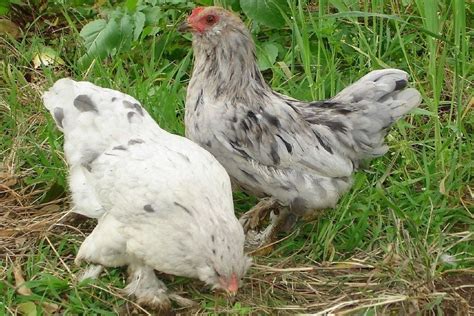 6 New Chicken Breeds With Pictures Updated In 2021 Pet Keen