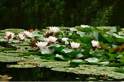 Water Lotus Lake Lily Pond Lilies Flower