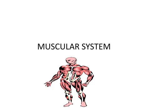 Ppt Muscular System Powerpoint Presentation Free Download Id2222786