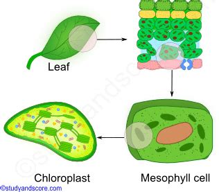 Specialised Chloroplasts Nucleus Cells Photosynthesis Cellulose Cell My Xxx Hot Girl