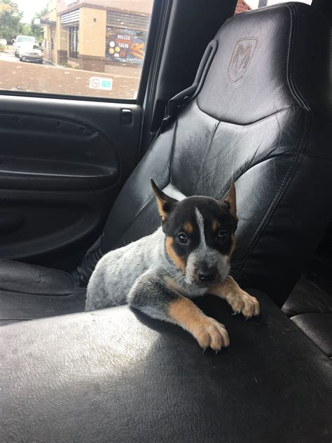 7 fantastic tips on blue heeler puppy training. Stubbs Jr. heeler in training at 8 weeks | Austrailian cattle dog, Blue heeler puppies, Cattle ...