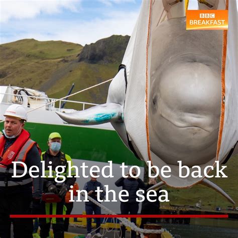 Bbc News Two Beluga Whales Taken To Sea Sanctuary In Iceland Facebook