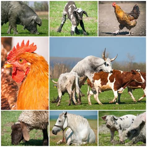 Collage Of Farm Animals Stock Photo By ©zorandim 53647717