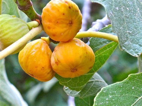 Yellow Figs Exotic Fruit Fruit Fresh Figs