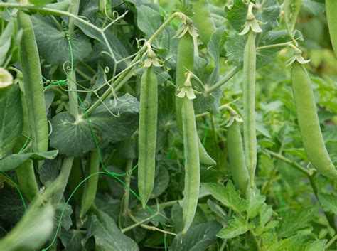 How To Grow Peas Love2learn Allotmenting