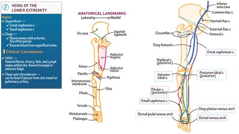 South College Aandp I Veins Of The Lower Extremity Draw It To Know It