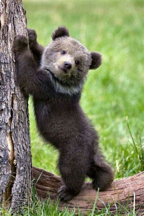 Pin By Daniel Castillo On Bears Cute Baby Animals Cute Animals