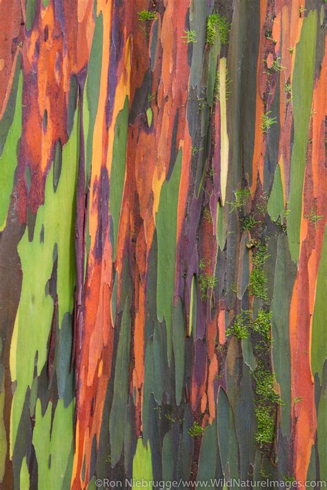 Rainbow Eucalyptus Trees Maui Hawaii Ron Niebrugge Photography