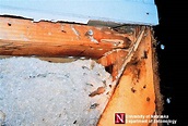 Carpenter Ants | Department of Entomology