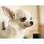 Different Types Of Chihuahuas  Alldogsworldcom
