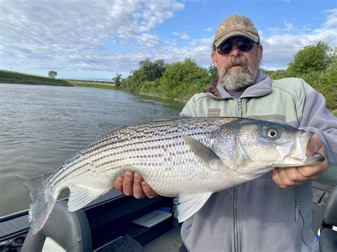 2023 Sacramento River Striped Bass Fishing Report Jeff Goodwin Fishing