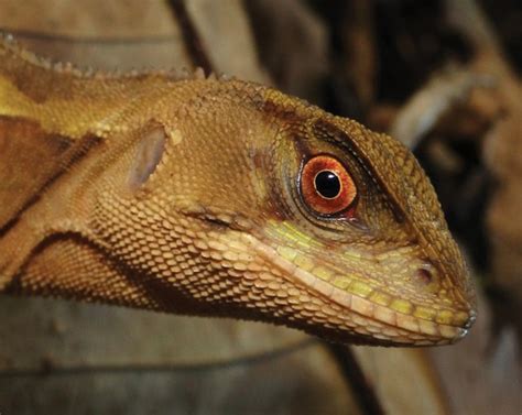 New Lizard Species Look Like Evil Dinosaur Hybrids Wired