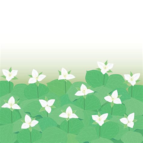 Royalty Free Trillium Clip Art Vector Images And Illustrations Istock