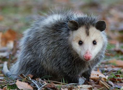 Virginia Opossumopossum De Virginiedidelphis Virginiana Opossum