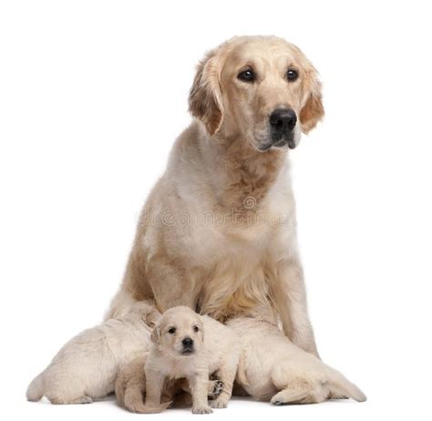 Golden Retriever Mother 5 Years Old Nursing Stock Image Image Of