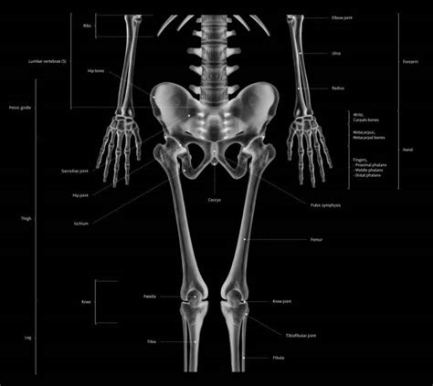 Sacroiliac Joint Stock Photos Pictures And Royalty Free Images Istock