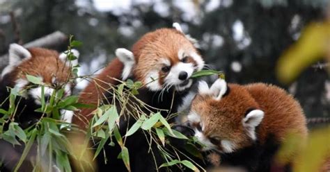 Panda Merah Berikut Fakta Fakta Mengenai Panda Merah Kaskus
