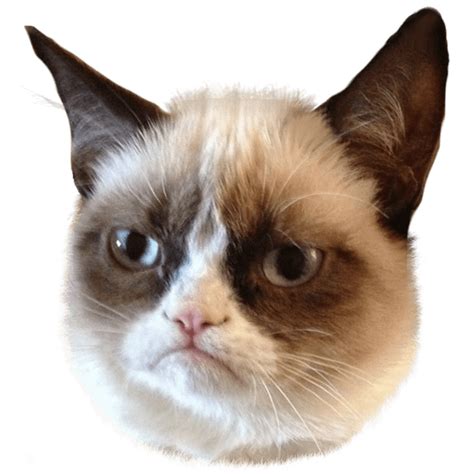 Grumpy Cat Head Right Transparent Png Stickpng