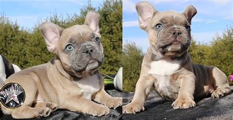 To furnish guidelines for breeders who wish to maintain the quality of their breed and to improve it; Rare Platinum Lilac Rare Platinum French Bulldog Colors