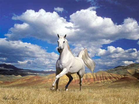 Beautiful White Horse Hd Wallpapersimages 2013 Top Hd Animals Wallpapers