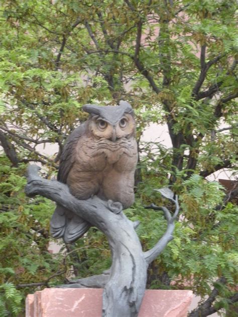 Bronze Owl Statue Colorado Monumentos Corujas Estátuas