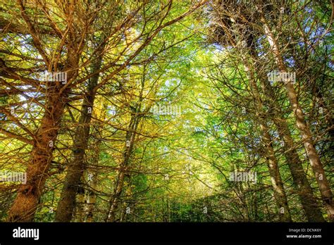 Thick Forest Hdr Stock Photo Alamy