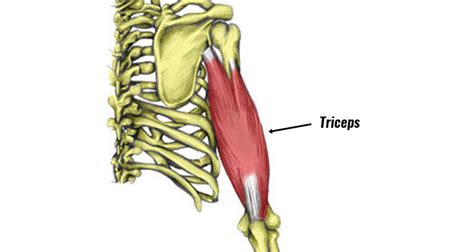 Triceps Strain Symptoms Causes Treatment And Exercises